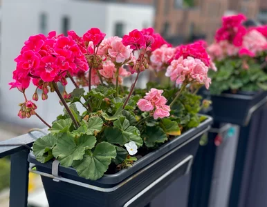 Miniatura: Wlej to pod pelargonie. Jedna łyżeczka i...