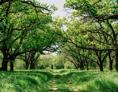 Miniatura: Długoterminowa prognoza pogody dla Polski....