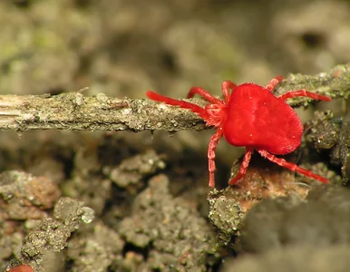 Miniatura: Przypominają kleszcze – czy ich pojawienie...