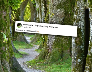 Miniatura: Zaskakująca fotografia nadleśnictwa....