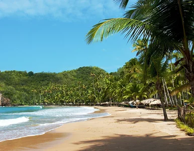 Miniatura: Linie odwołały loty. Niebezpieczeństwo w...