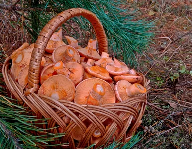 Miniatura: Internauta opublikował zdjęcie. Tych...