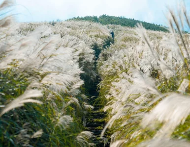 Miniatura: Leżą jak zboże po burzy? Zrób to teraz, by...