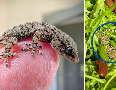 Miniatura: „Mały pechowiec” w paczce rukoli. „Długa...