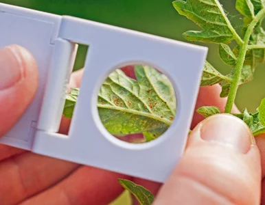 Miniatura: Plamki na liściach pomidorów, ogórków lub...