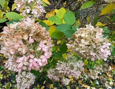 Miniatura: Ostatni dzwonek! Zrób to hortensji dziś, a...