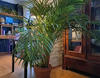 Miniatura: Zalej ciepłą wodą, odczekaj 2 dni i podlej...