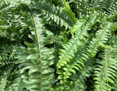 Miniatura: Spryskaj paprotkę tym roztworem z apteki....