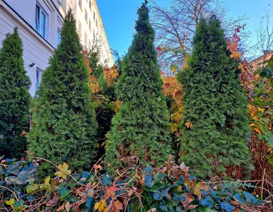 Miniatura: Odśnieżasz? Podsyp śniegiem tuje, zimą...