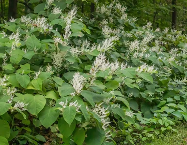 Miniatura: Inwazyjna roślina przedostaje się nawet...
