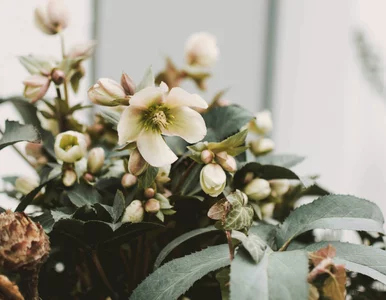 Miniatura: Róża Bożego Narodzenia przebija grudnika....