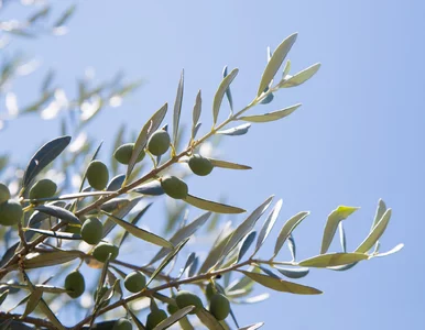 Miniatura: Twoja oliwka może umrzeć, zanim się...