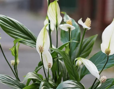 Miniatura: Zakop w doniczce ze skrzydłokwiatem i...