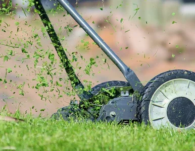 Miniatura: Rozsyp jesienią ścinki na trawnik. Murawa...