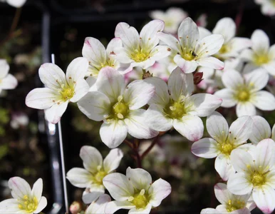 Miniatura: Teraz jest czas by ją posadzić. Nie...