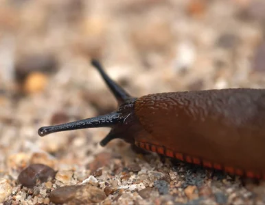 Miniatura: Pozbyłam się ślimaków tym tanim opryskiem!...