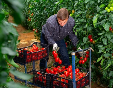 Miniatura: Sezonowa praca w Polsce? Zarobki prawie...