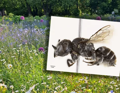 Miniatura: Ma rogi i dostała imię postaci z serialu....