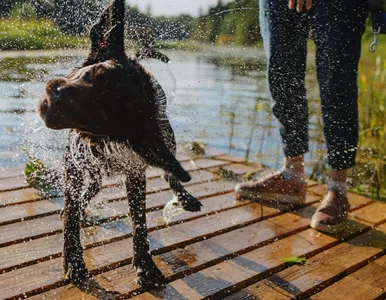Miniatura: Dlaczego psy otrzepują się, gdy są mokre?...