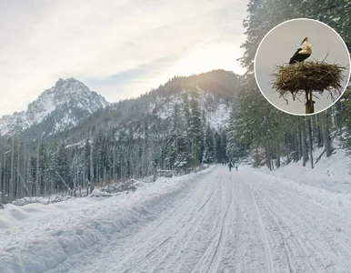 Miniatura: „Śnieg głęboki i grząski”. Zima zaskoczyła...