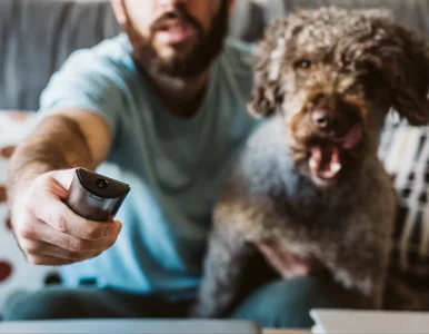 Miniatura: Dlaczego niektóre psy kochają telewizję?...