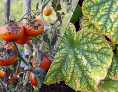 Miniatura: Deszczowy lipiec sprzyja gniciu ogórków i...