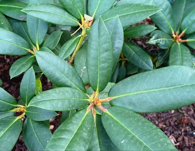 Miniatura: Ten zabieg dosłownie ratuje rododendrony....