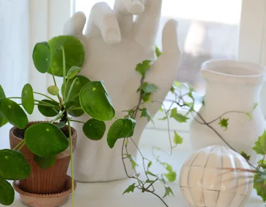 Miniatura: Pieniążek marnieje i traci liście? Ta...