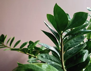 Miniatura: Zamiokulkas nie rośnie zimą? To normalne –...