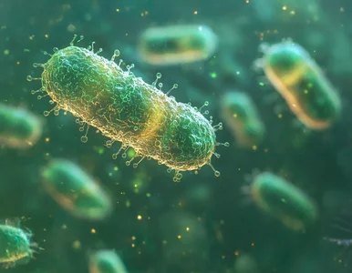 Miniatura: Pacjent zakażony przecinkowcami cholery....