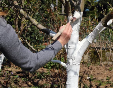 Miniatura: Sprawdź, kiedy i jak bielić pnie drzew,...