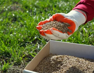 Miniatura: Murawa jak na Narodowym? Czy już dosiewać...