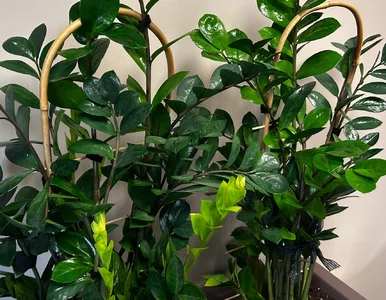 Miniatura: Zrób to w marcu, a zamiokulkas wreszcie...