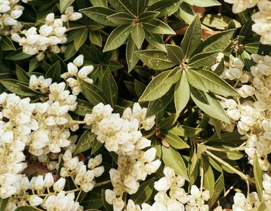 Miniatura: Posadziłam raz i nie wracam do hortensji....