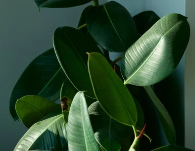 Miniatura: Żółkną liście fikusa? Ogrodnik radzi, co...