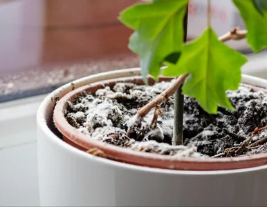 Miniatura: Wystarczy zmieszać i umyć – tak...