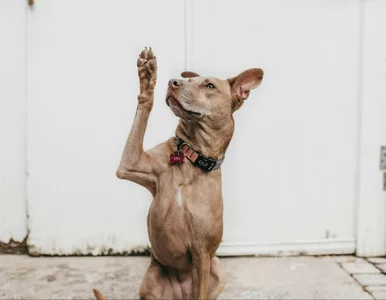 Miniatura: Jak nauczyć psa prostej sztuczki?...