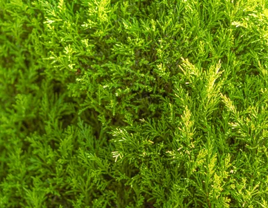 Miniatura: Zielone, gęste i zdrowe tuje - odkryj...