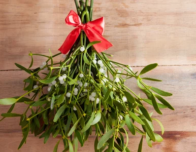 Miniatura: Weterynarze ostrzegają: jemioła jest...