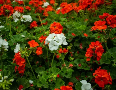 Miniatura: Pelargonie kuszą już w sklepach. Większość...