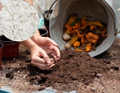 Miniatura: Zamiast na talerz – do kompostu. Efekty są...