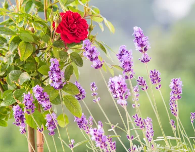 Miniatura: Moje róże są co roku najpiękniejsze, bo...