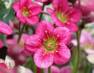 Miniatura: Posadź ją w październiku. Na wiosnę...