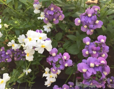 Miniatura: Zapomnij o pelargonii, nadchodzi nemezja!...