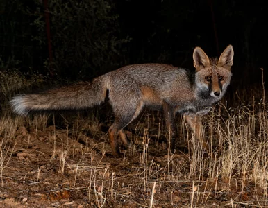 Miniatura: Ważny komunikat RCB. Dotyczy jednego regionu