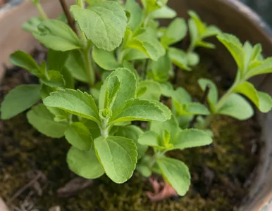 Miniatura: Ta słodka roślina nie podnosi cukru. Z...