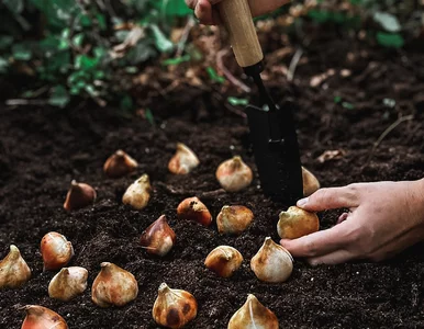Miniatura: Posadź cebulki jesienią, a wczesną wiosną...
