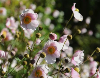 Miniatura: Ten zawilec kwitnie, gdy wszystko w...