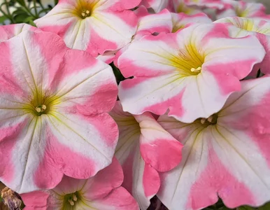 Miniatura: Tani nawóz z kuchni uratuje twoje surfinie...