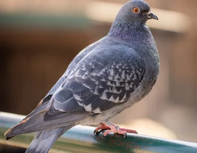 Miniatura: Gołębie znów wróciły na balkon?...